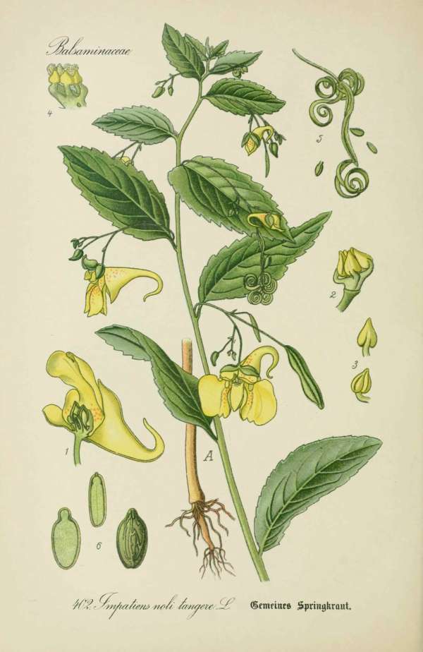Gyógynövények, homeopátia, népi gyógyászat -12 – Erdei nebáncsvirág Dr. Thomé  Botanika